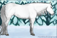 Horse Color:Gray White Spotted Black  Brindle
