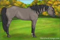 Horse Color:Grullo Rabicano 