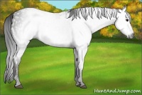 Horse Color:Gray White Spotted Black  Brindle