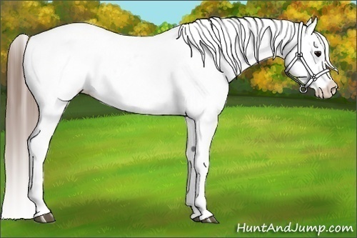 Horse Color:Grullo Splash Appaloosa