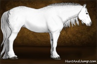 Horse Color:Gray White Spotted Black  Brindle