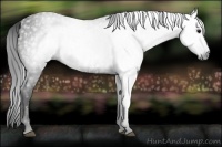 Horse Color:Gray White Spotted Black  Brindle