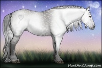 Horse Color:Gray White Spotted Grullo  Brindle