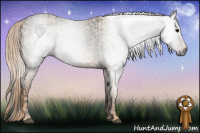 Horse Color:Gray White Spotted Black  Brindle
