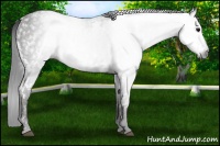 Horse Color:Gray White Spotted Black  Brindle