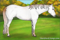 Horse Color:Gray Watercolor White Spotted Smoky Black  Brindle