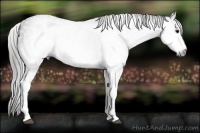 Horse Color:Gray White Spotted Black  Brindle