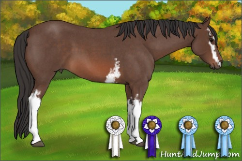 Horse Color: White Spotted Bay Roan 