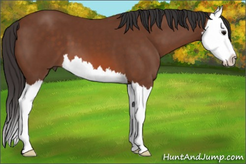 Horse Color: Bay Splash 