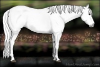 Horse Color:Gray White Spotted Smoky Black  Brindle
