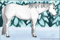 Horse Color:Gray White Spotted Black  Brindle