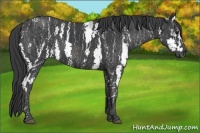 Horse Color:White Spotted Black  Brindle