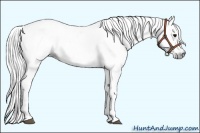 Horse Color:Gray White Spotted Black  Brindle
