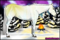 Horse Color:Gray White Spotted Grullo Appaloosa  Brindle