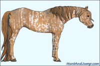 Horse Color:Gray White Spotted Black Brindle
