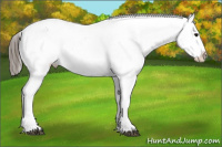 Horse Color:White Spotted Black Blanket 