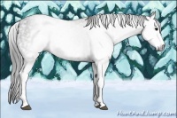 Horse Color:Gray White Spotted Black  Brindle
