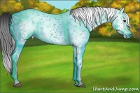 Horse Color:Gray White Spotted Black  Brindle