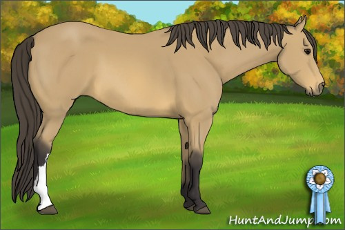 Horse Color: Buckskin 