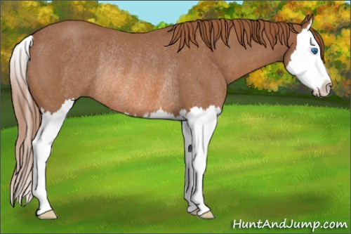Horse Color: Red Roan Splash Rabicano 