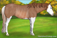 Horse Color:Red Roan Splash Rabicano