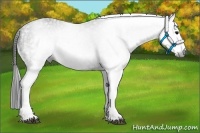 Horse Color:Gray White Spotted Black  Brindle