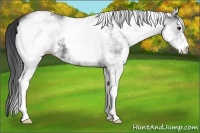 Horse Color:White Spotted Black 