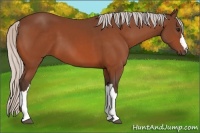 Horse Color:Silver Bay 