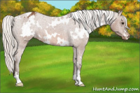 Horse Color:White Spotted Silver Bay Appaloosa 