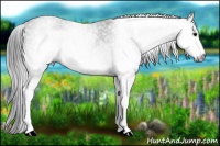 Horse Color:Gray White Spotted Black  Brindle