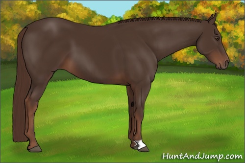 Horse Color:Liver Chestnut 
