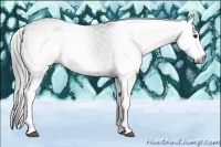 Horse Color:Gray White Spotted Black  Brindle