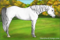 Horse Color:Gray White Spotted Black  Brindle