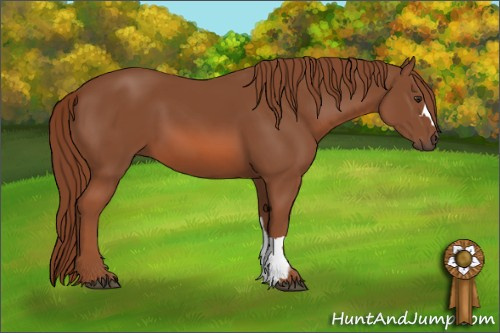 Horse Color: Liver Chestnut 