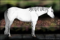 Horse Color:Gray White Spotted Black  Brindle