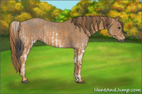 Horse Color:Gray White Spotted Grullo  Brindle