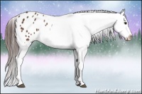Horse Color:Bay Appaloosa