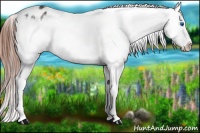 Horse Color:Brown Splash Frame Appaloosa 