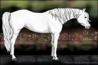 Horse Color:Gray Black 
