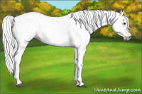 Horse Color:Gray Palomino 