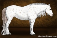 Horse Color:Bay Near Leopard 