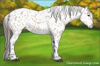 Horse Color:Bay Appaloosa 