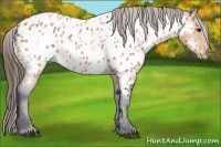 Horse Color:Bay Appaloosa 