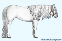 Horse Color:Gray White Spotted Black  Brindle