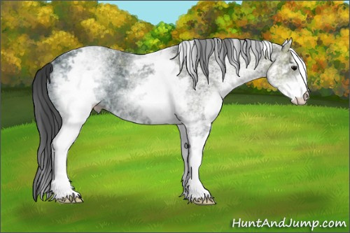 Horse Color: White Spotted Black Ice Rabicano 