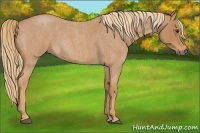 Horse Color:Red Roan 
