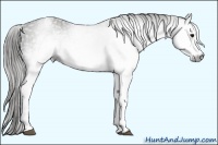 Horse Color:Gray White Spotted Black  Brindle