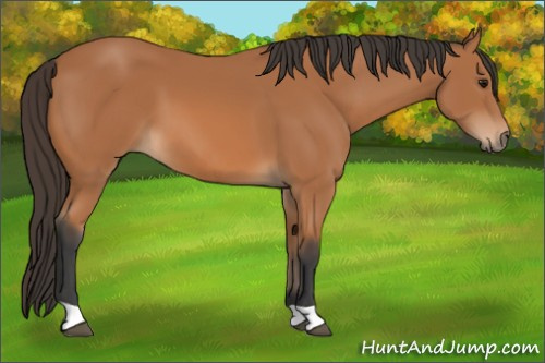Horse Color: Bay 