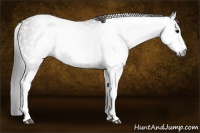 Horse Color:Gray White Spotted Black  Brindle