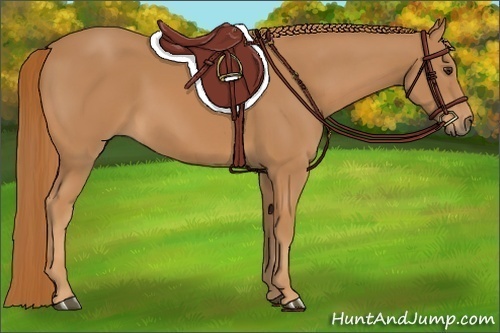 Horse Color: Chestnut 